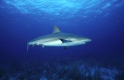 Caribbean Reef Shark #1, was taken at roughly seventy fee... by Phil Maranda 